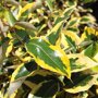 Bontbladige olijfwilg blad detail